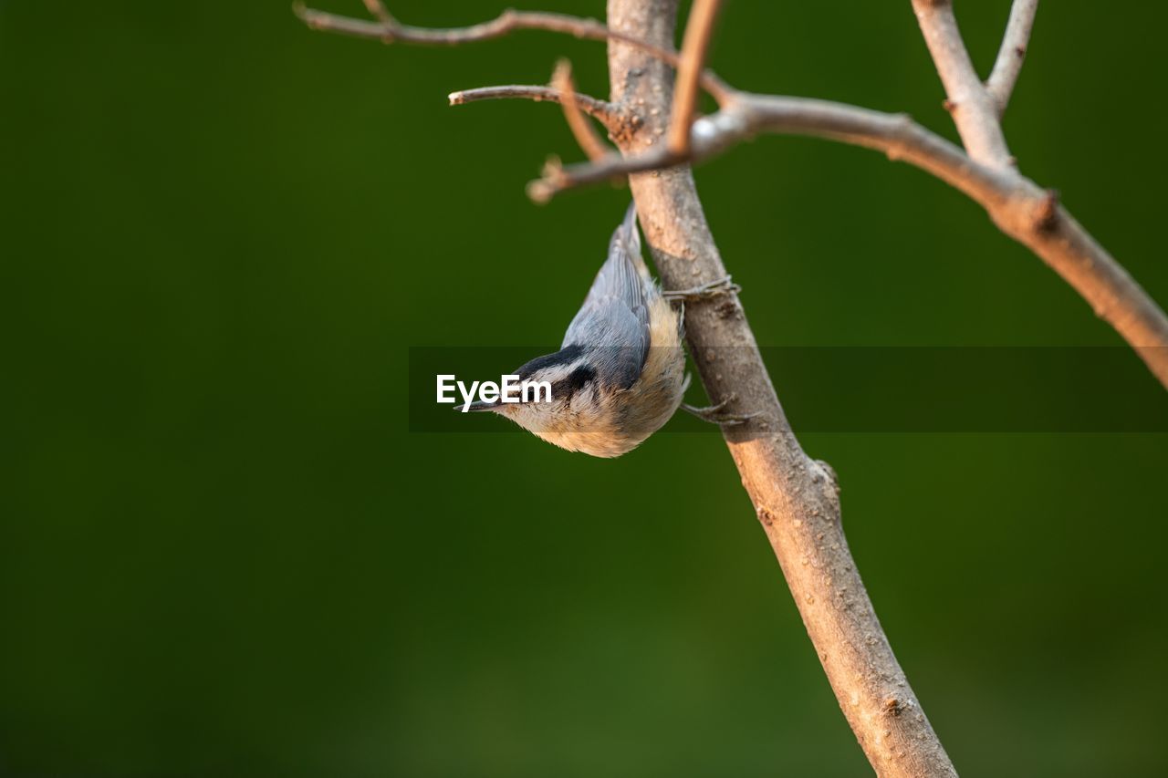 BIRD PERCHING ON BRANCH