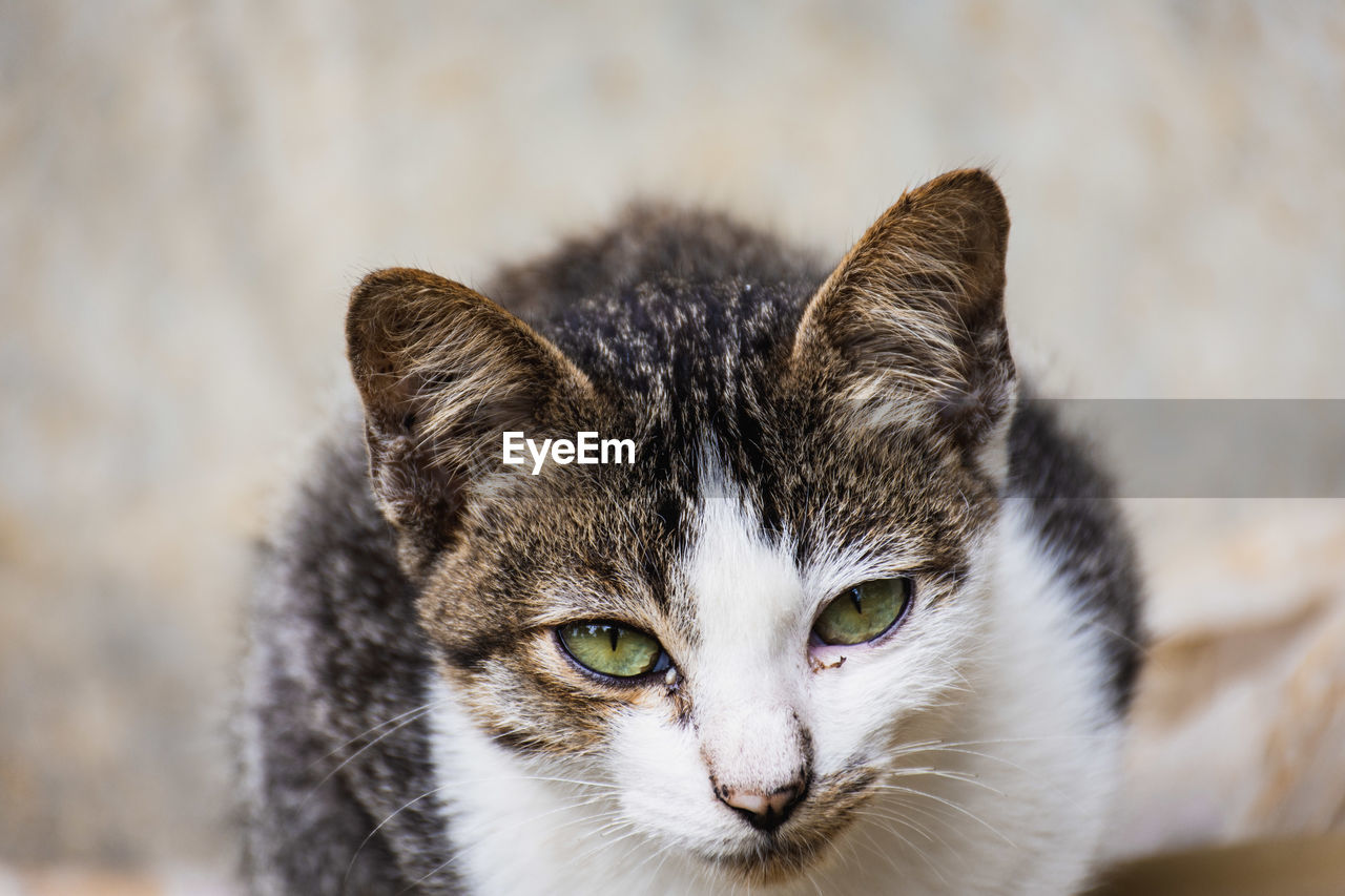 Close-up portrait of cat on footpath 