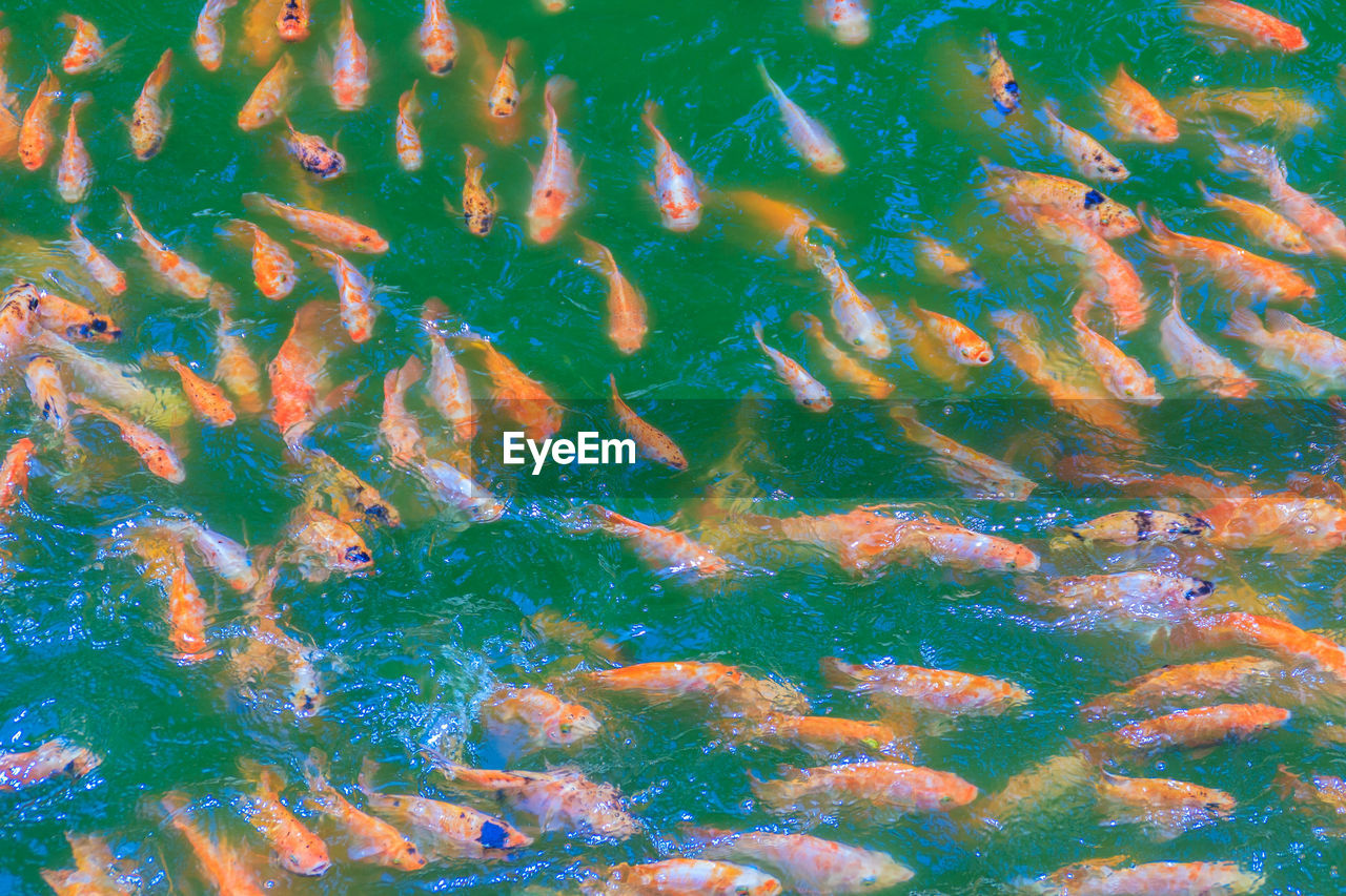 CLOSE-UP OF FISH SWIMMING IN WATER