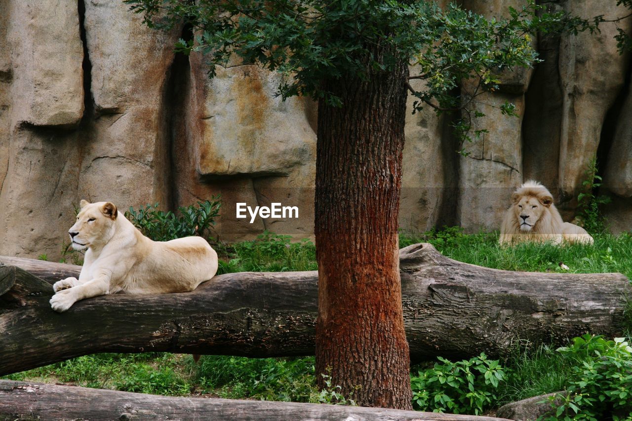 VIEW OF CATS SITTING BY TREE