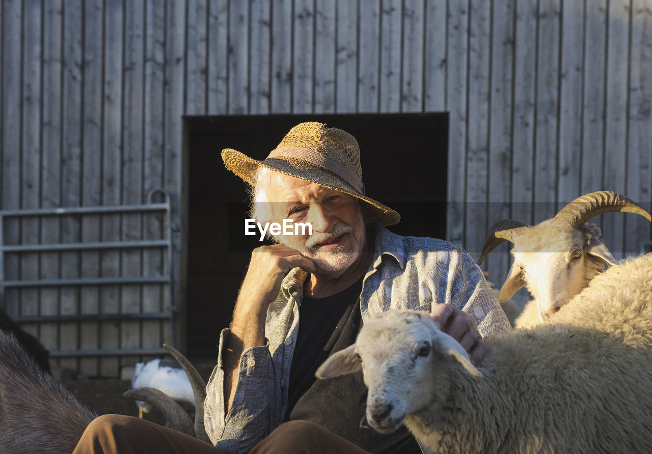 Happy senior man sitting amidst sheeps at farm