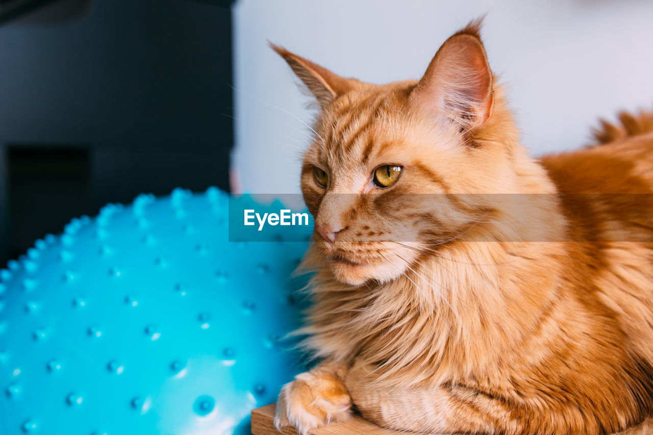 Beautiful red big cat maine coon sits at home