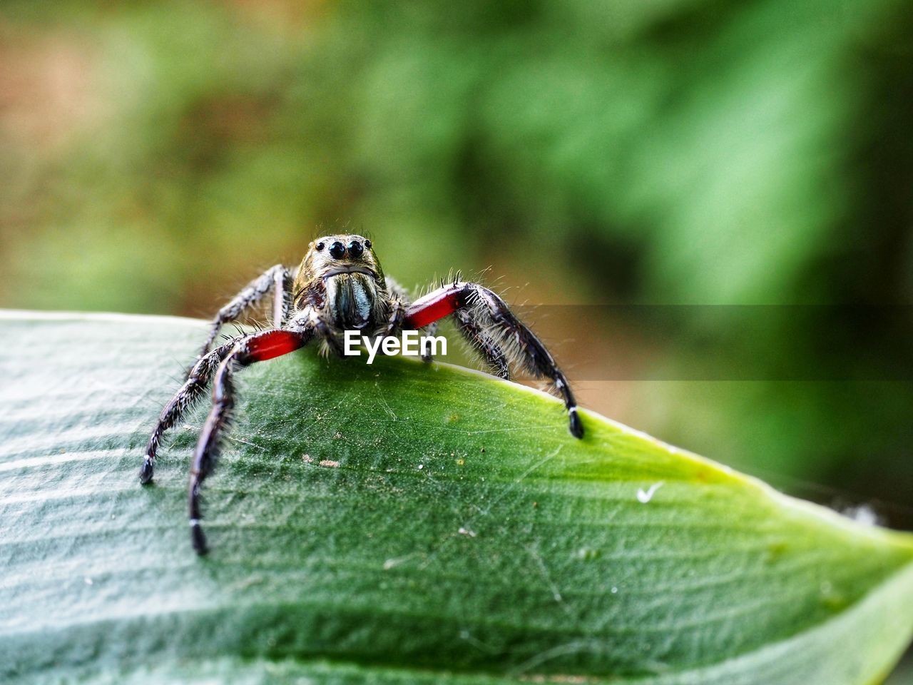 animal themes, animal, animal wildlife, insect, wildlife, one animal, close-up, green, leaf, plant part, macro photography, nature, no people, selective focus, macro, outdoors, day, animal body part, plant, focus on foreground, beetle, animal wing, zoology