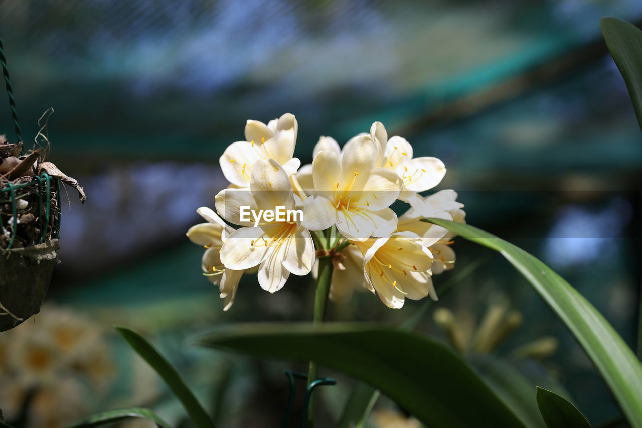 flower, plant, flowering plant, beauty in nature, freshness, nature, close-up, fragility, growth, macro photography, blossom, flower head, petal, focus on foreground, springtime, no people, botany, outdoors, plant part, tree, white, inflorescence, leaf, yellow, environment, day, water, selective focus, branch, food, summer, food and drink