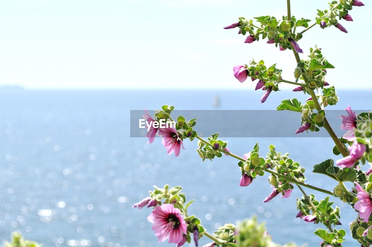 Close-up of pink flowers blooming on tree against sea
