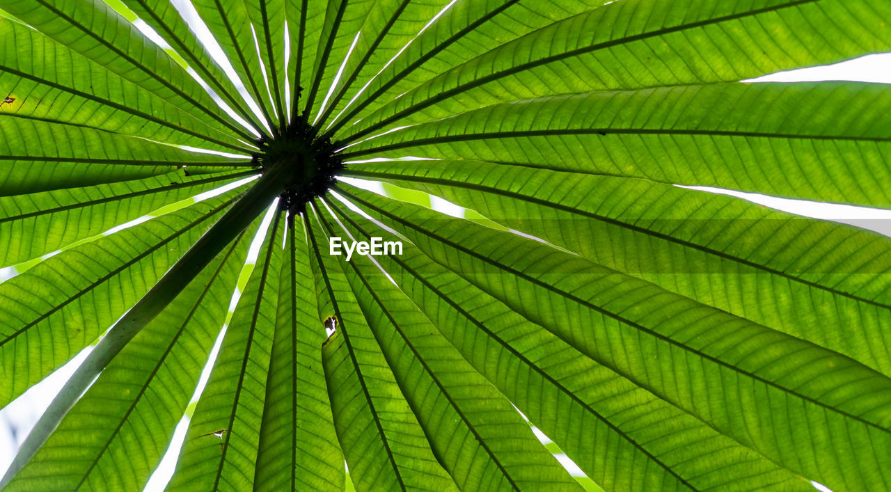 Full frame shot of palm tree