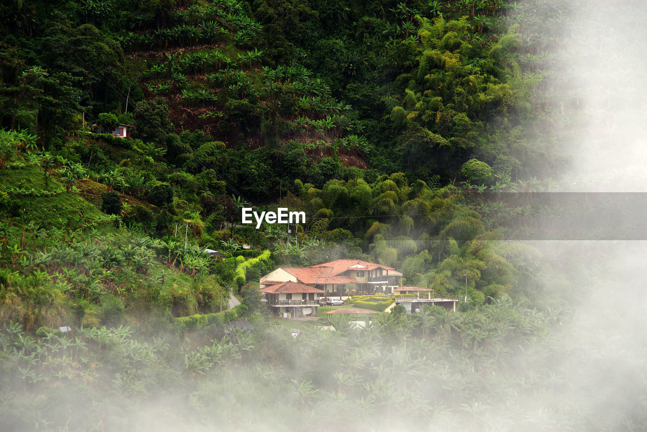 SCENIC VIEW OF TREES BY FOREST