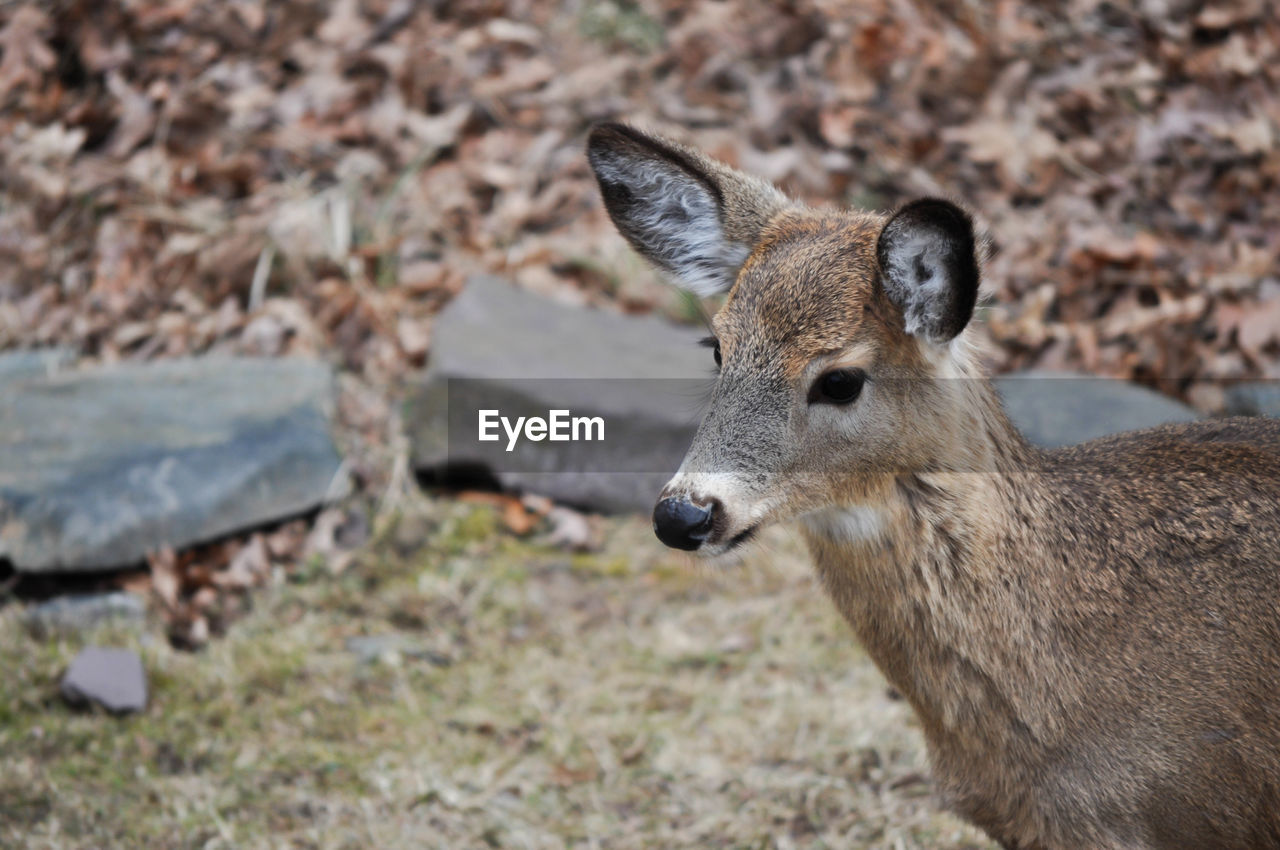 Side view portrait of a young whitetail deer in the woods of pennsylvania