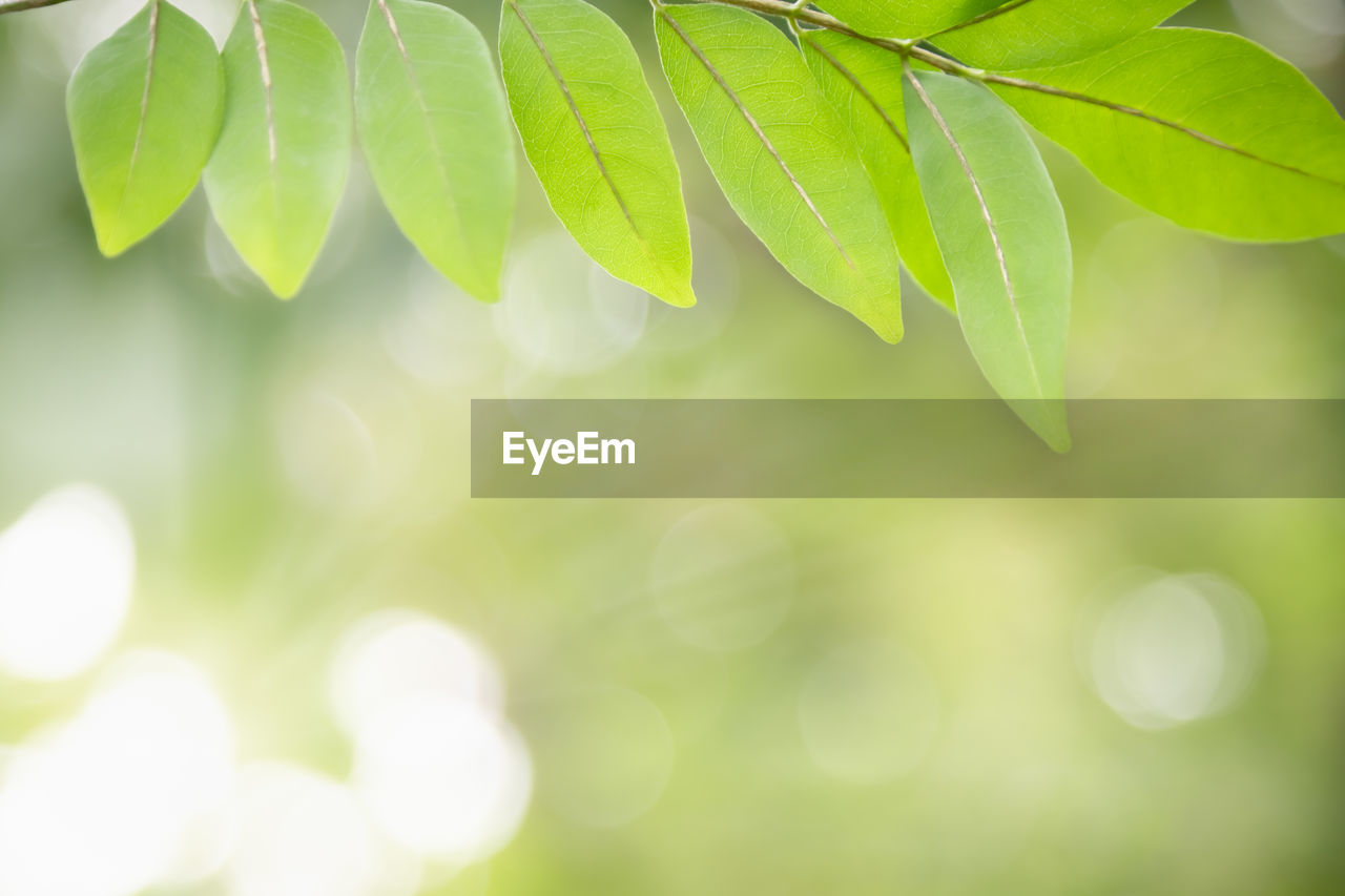 CLOSE-UP OF GREEN LEAVES