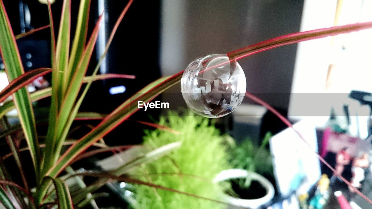 CLOSE-UP OF WATER DROPS ON PLANT