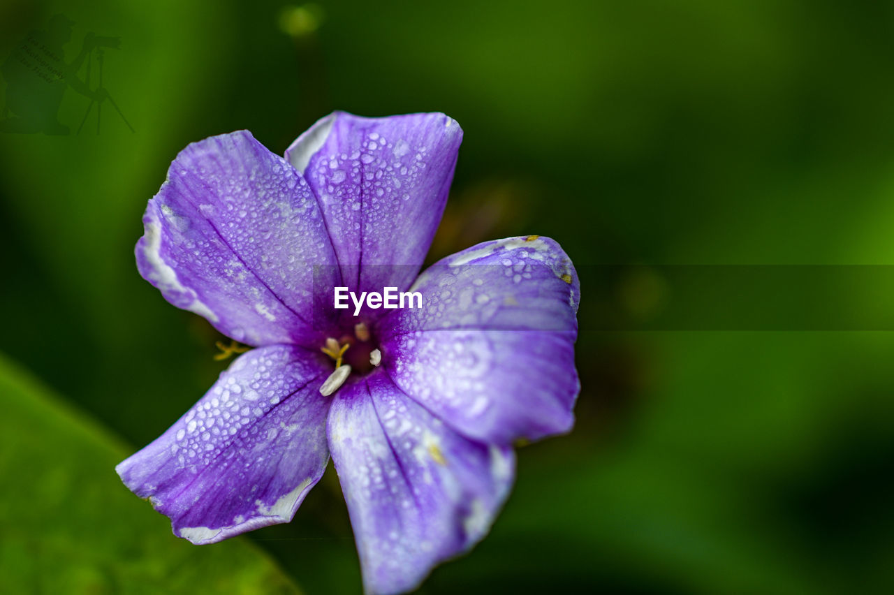 CLOSE-UP OF WATER DROPS ON PURPLE FLOWER