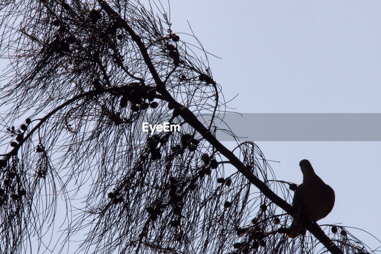 LOW ANGLE VIEW OF BIRDS PERCHING ON TREE BRANCH