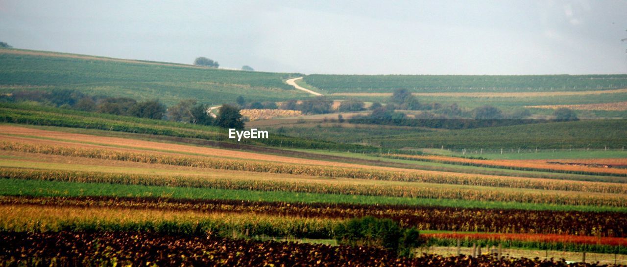 VIEW OF RURAL LANDSCAPE