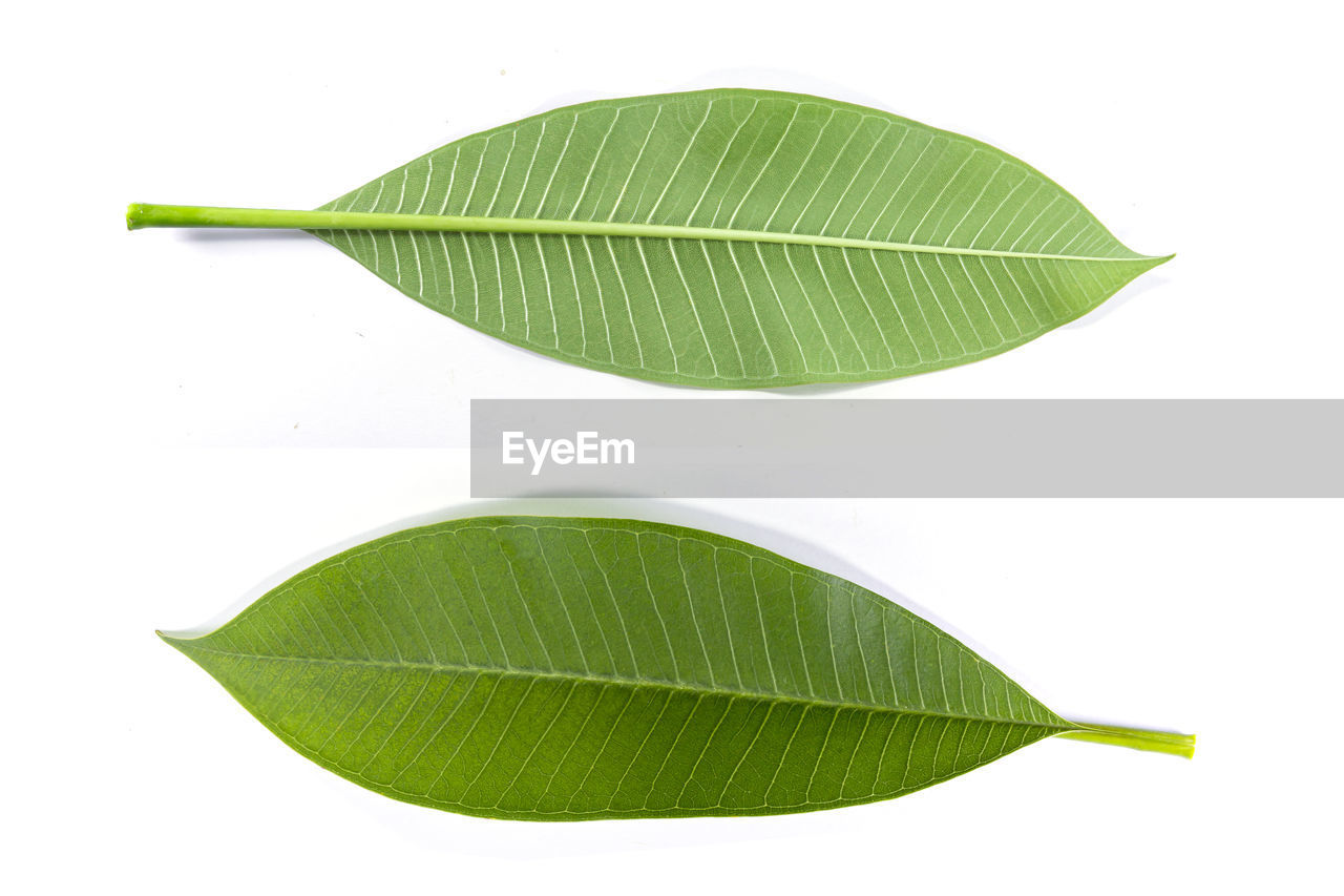 HIGH ANGLE VIEW OF GREEN LEAVES