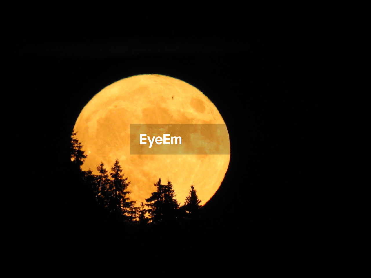 Low angle view of silhouette trees against moon at night