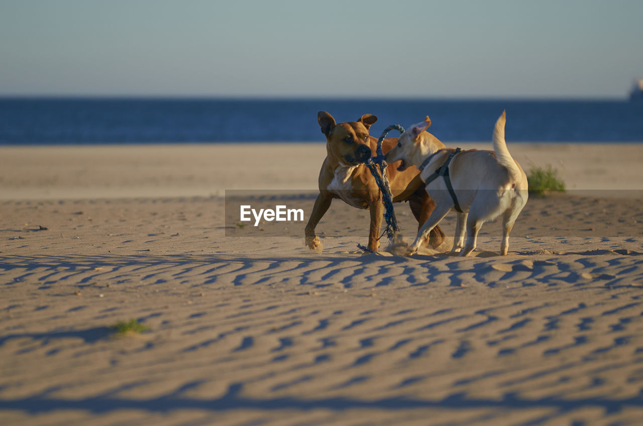 HORSE DOG ON BEACH