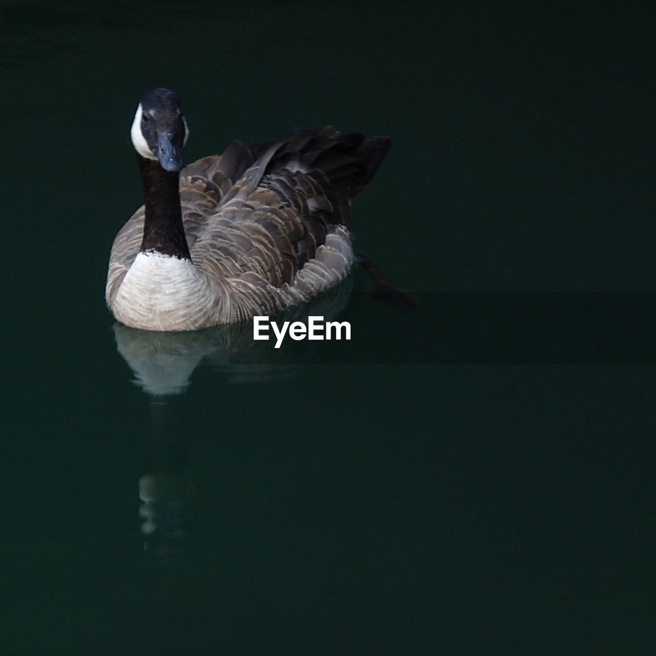 Duck swimming in still water