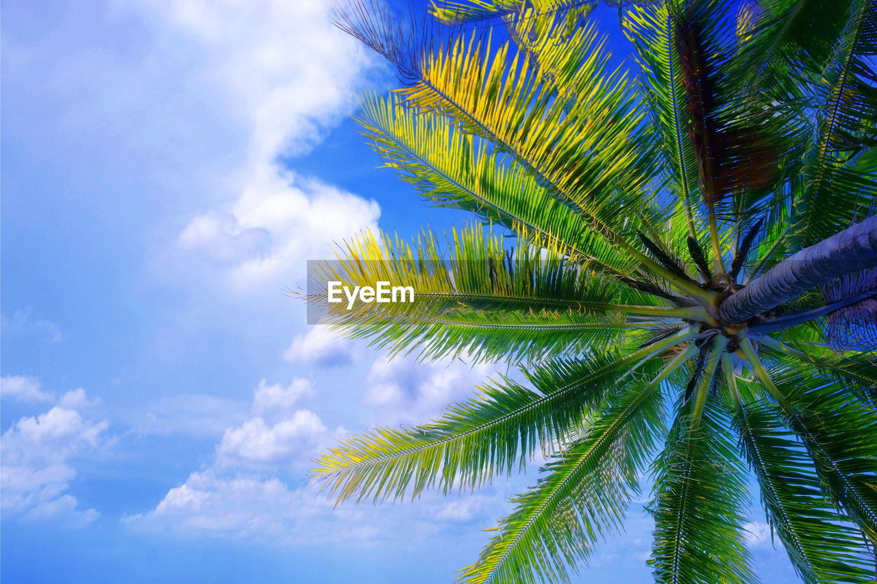 Low angle view of palm tree against blue sky