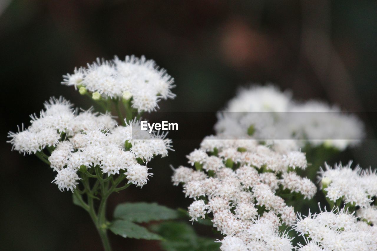 Close-up of white flowering plants during winter