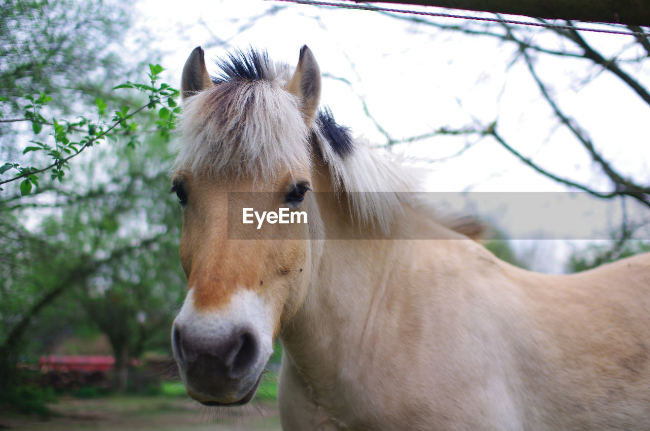 Close-up of a horse