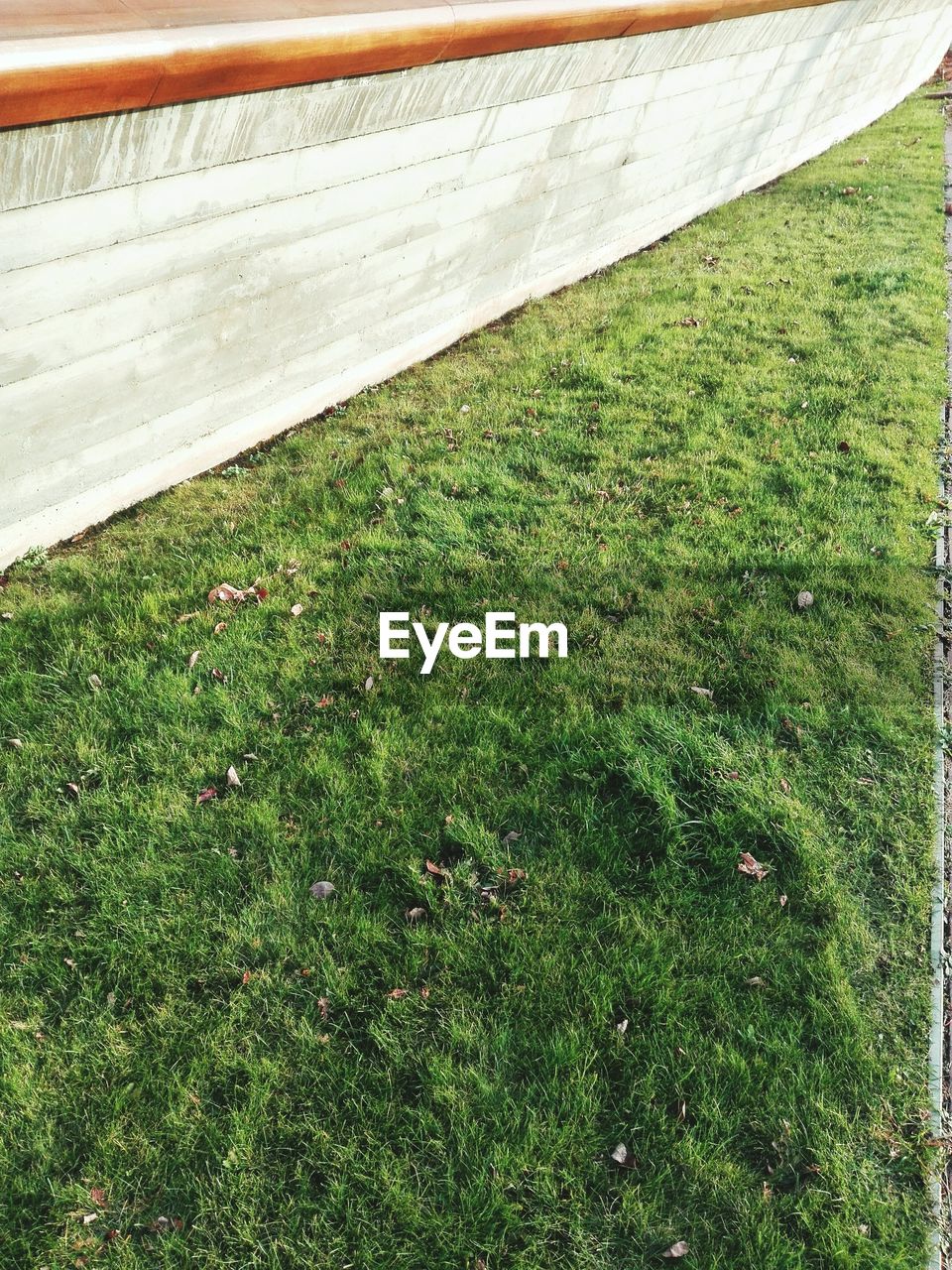 CLOSE-UP HIGH ANGLE VIEW OF GRASS AND SUNLIGHT