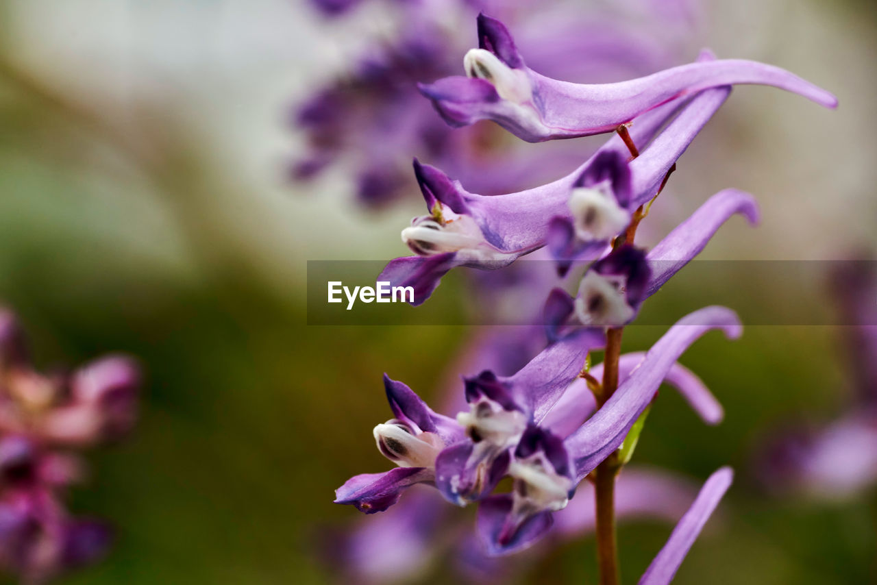 Close-up of purple flowering plant