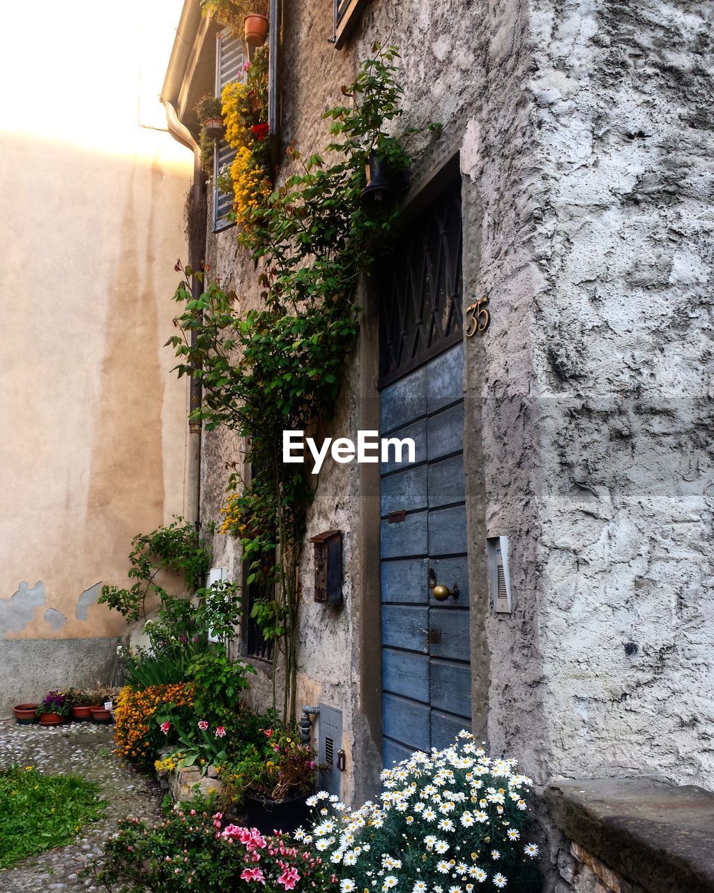 Plants growing in house