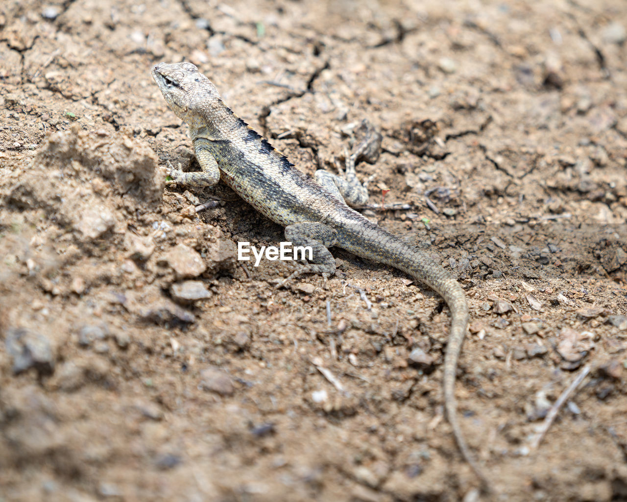 Close-up of lizard on land during a suny day.