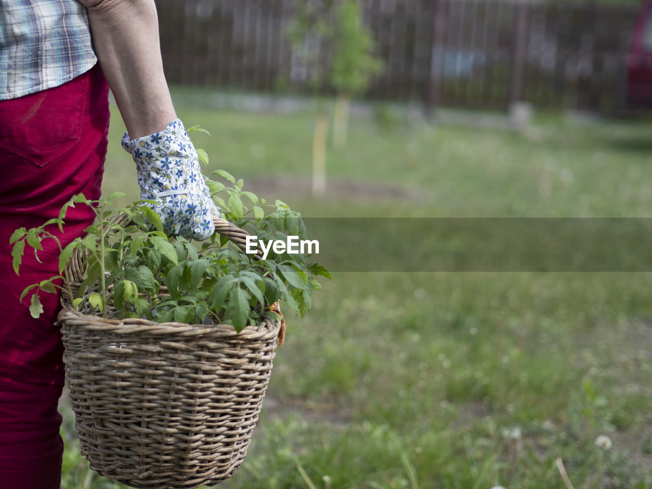 Caucasian woman in red trousers, a plaid shirt and gloves holds basket with tomato seedlings in hand