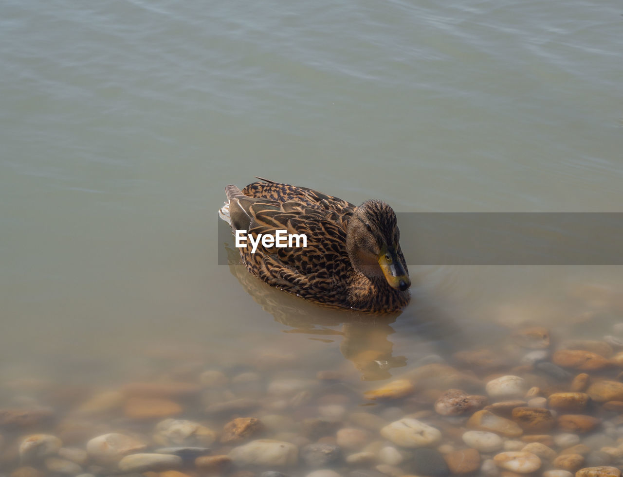 HIGH ANGLE VIEW OF A BIRD IN LAKE