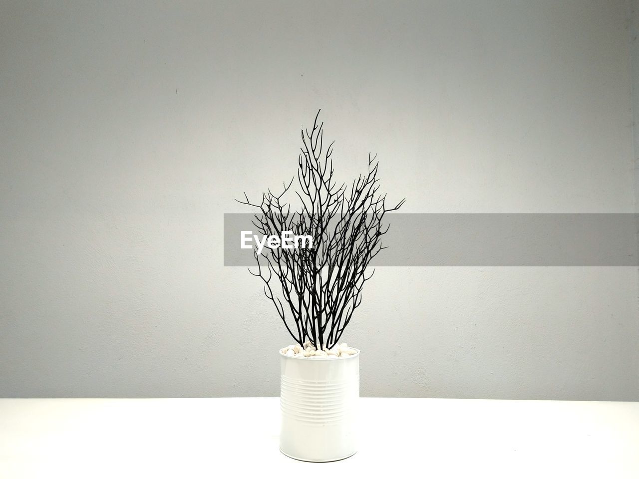 plant, indoors, no people, vase, nature, lighting, flowerpot, wall - building feature, still life, white, table, copy space, creativity, flower, simplicity