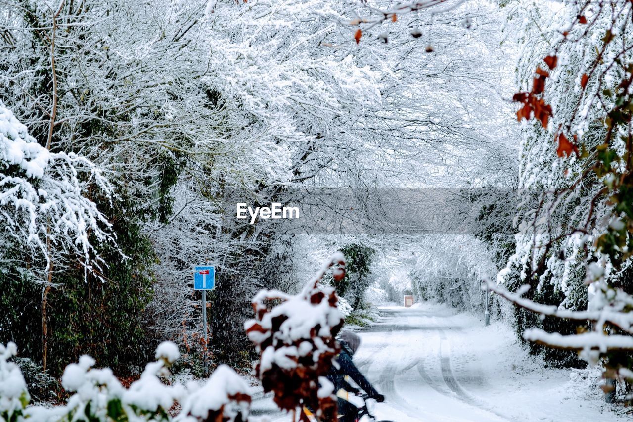 SNOW COVERED TREES IN PARK