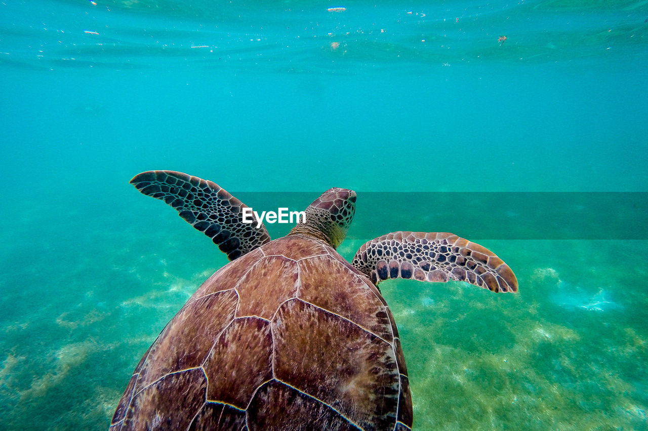 Close-up of sea turtle shell under water