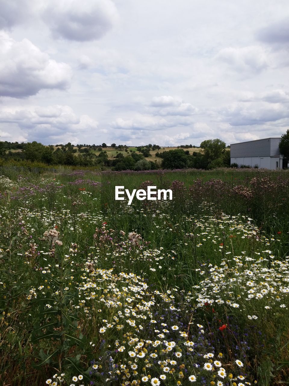 VIEW OF FIELD AGAINST CLOUDY SKY