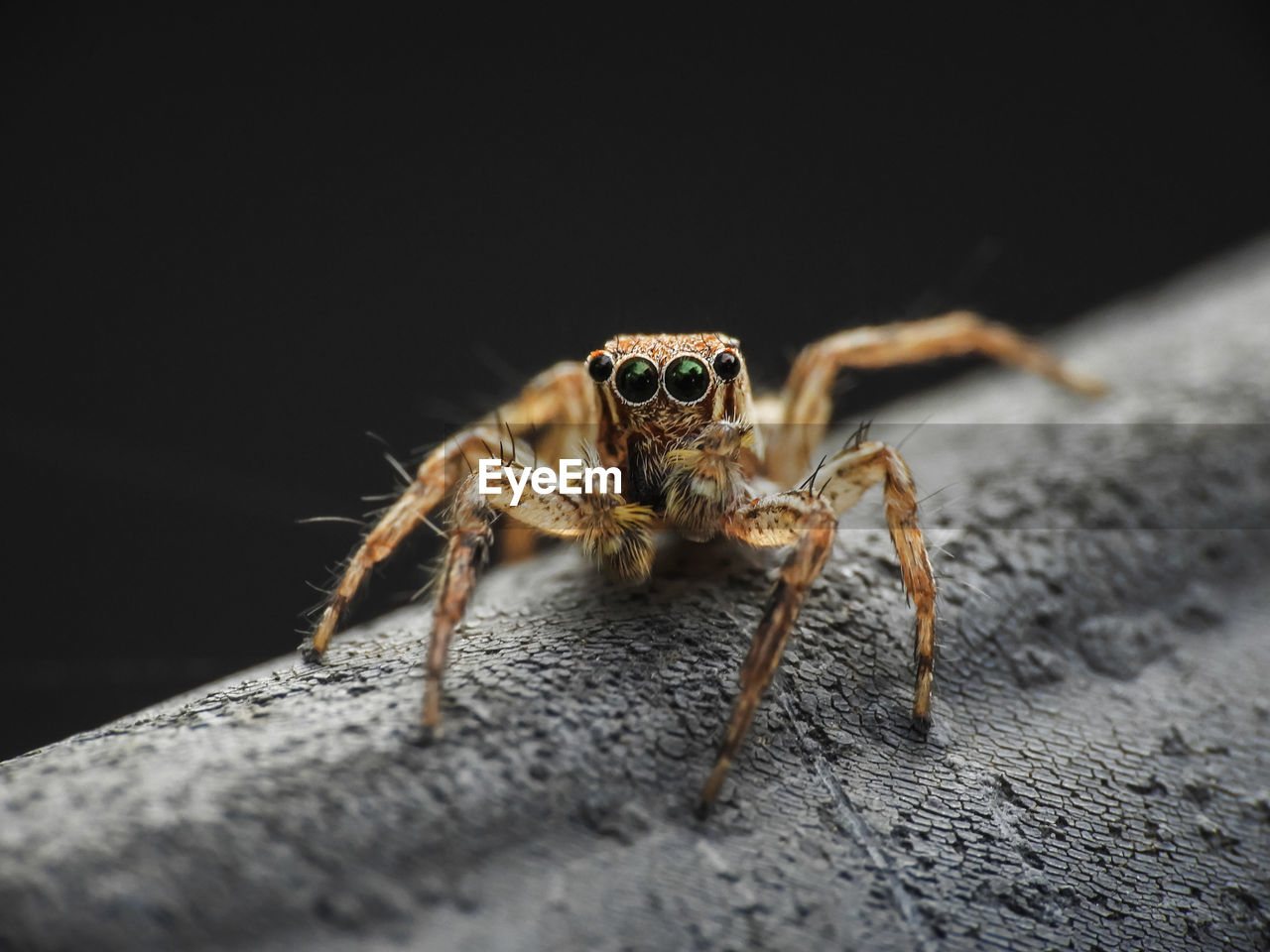 CLOSE-UP OF SPIDER ON THE GROUND