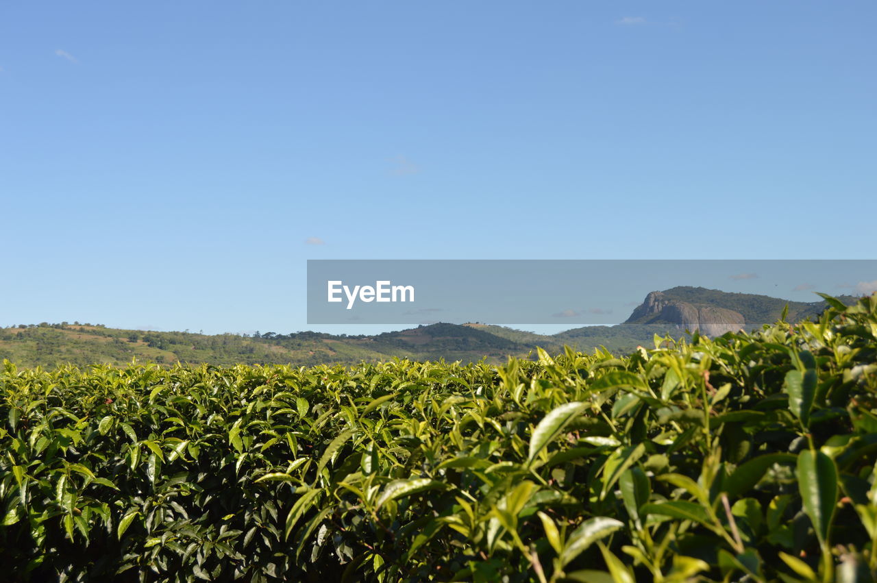 Scenic view of field against clear sky