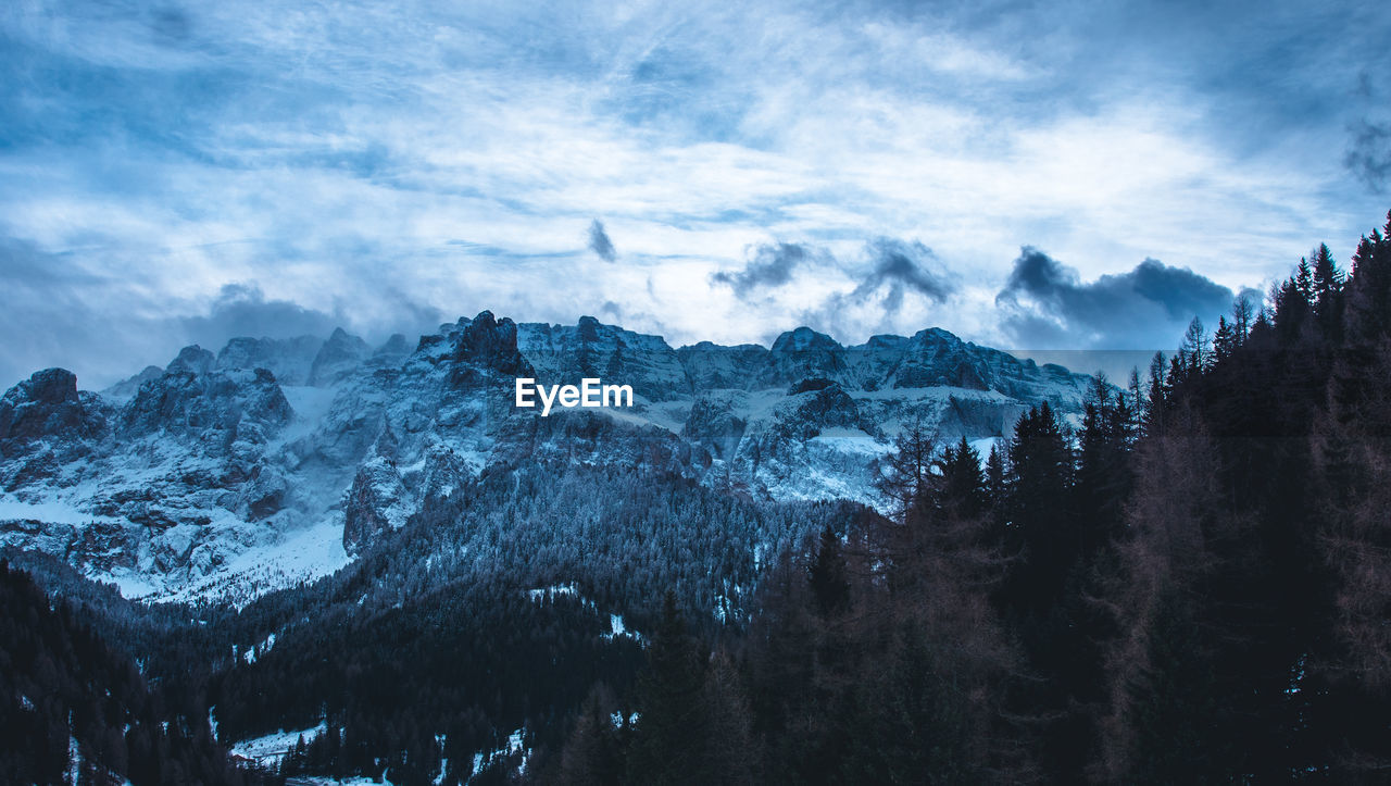 Panoramic view of trees in forest against sky