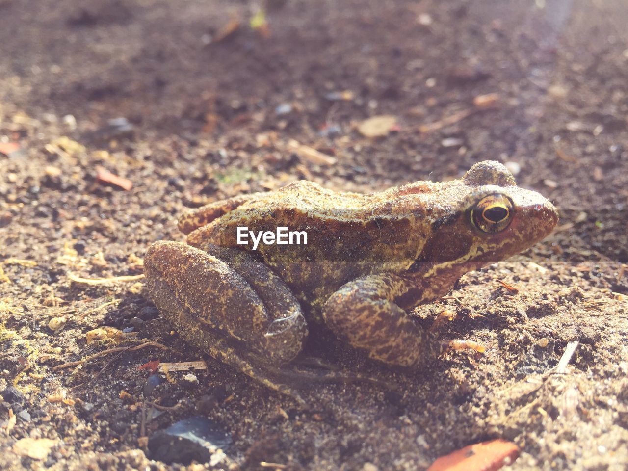 CLOSE-UP OF TURTLE