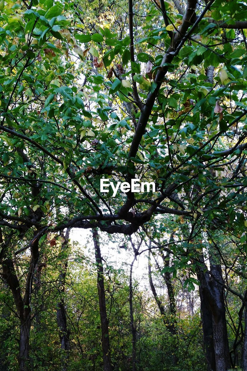 Low angle view of trees in forest