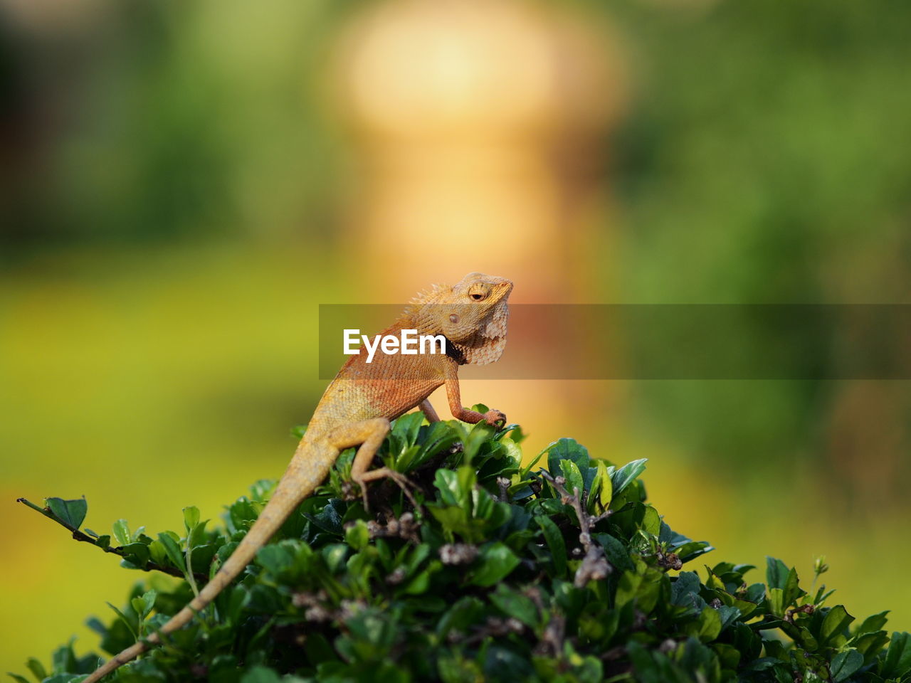 Close-up of lizard on plants