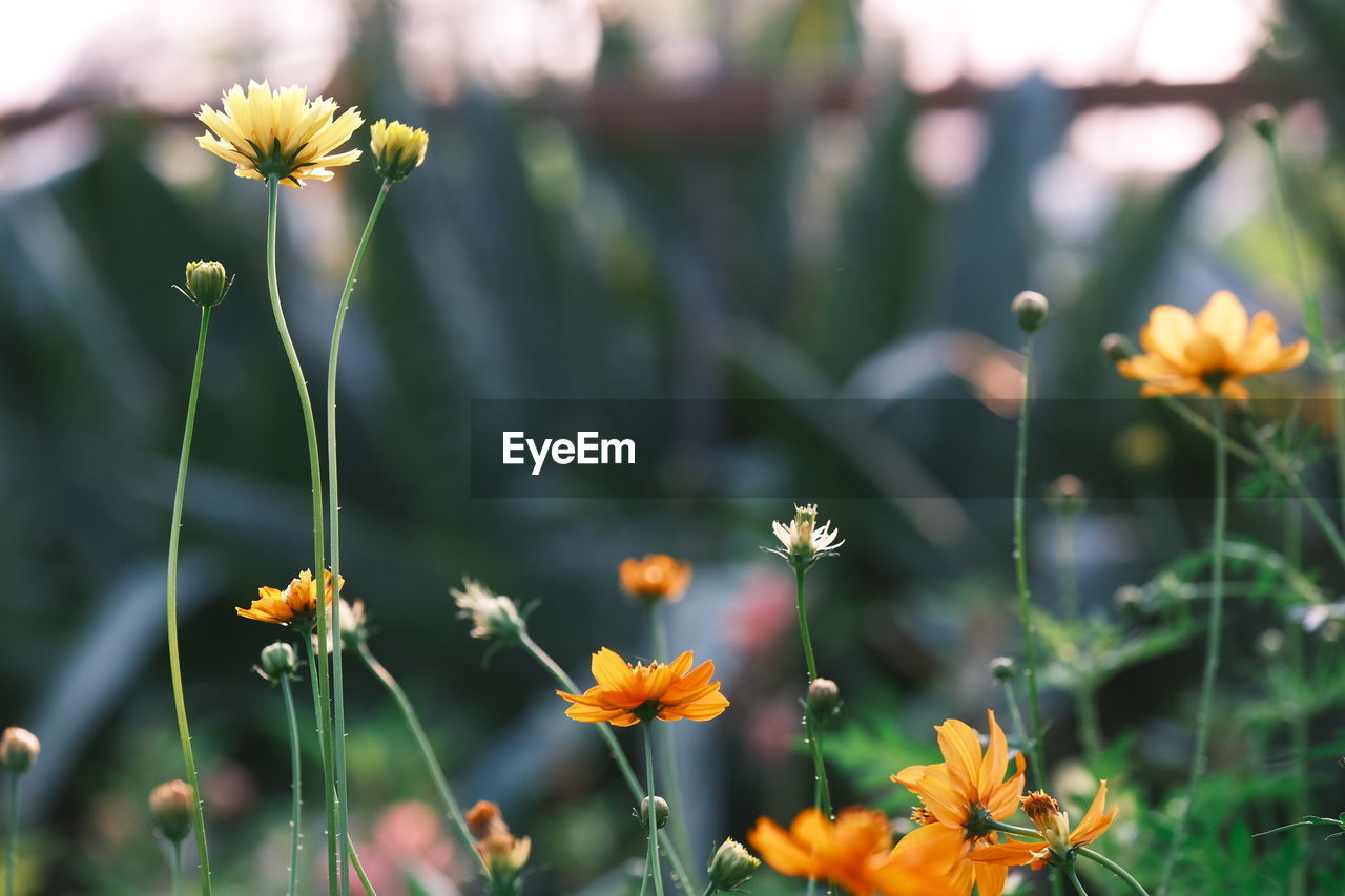 Flower with green spring background