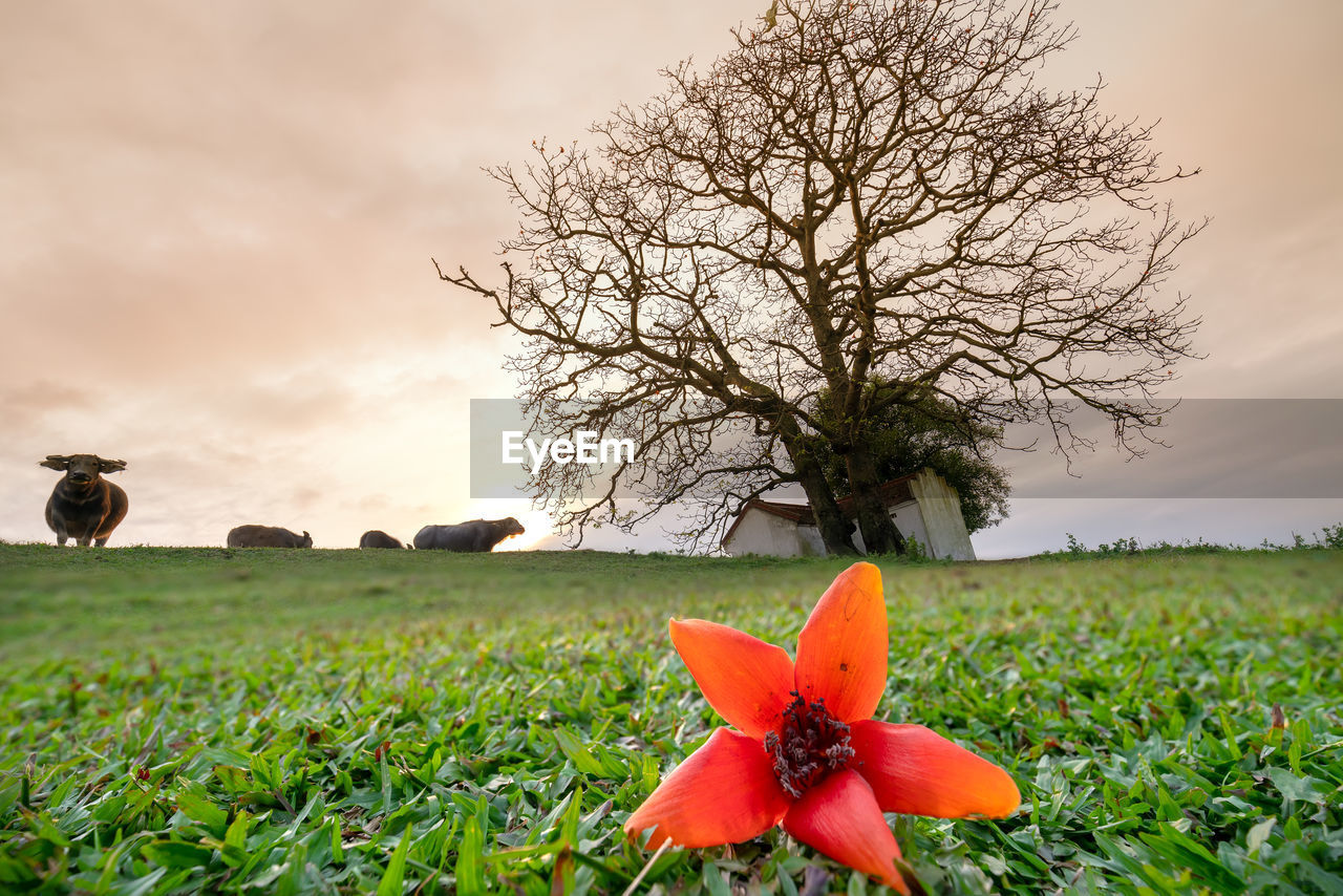 VIEW OF FLOWERING PLANT ON FIELD AGAINST SKY