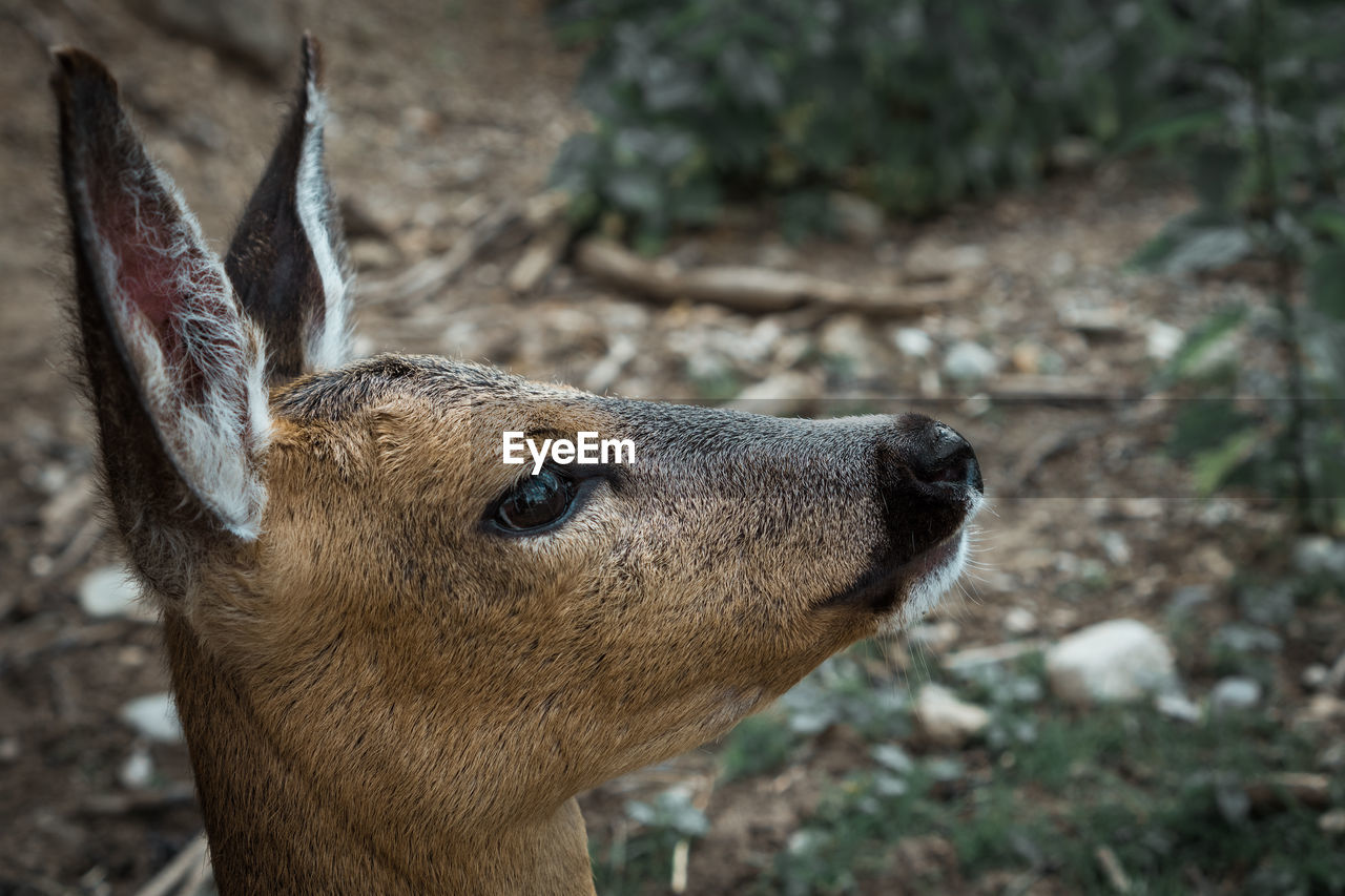 Close-up of deer on field