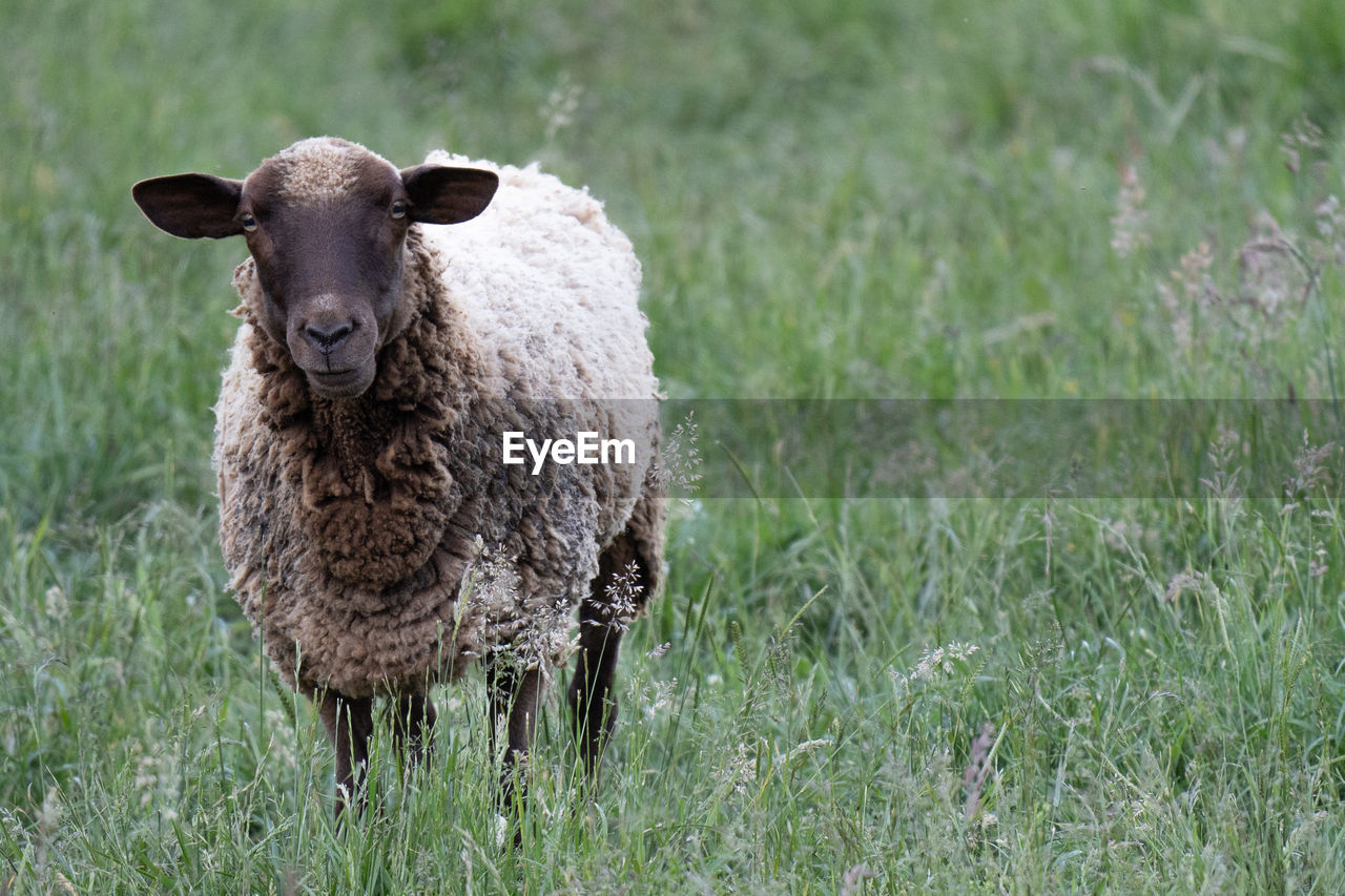 PORTRAIT OF SHEEP