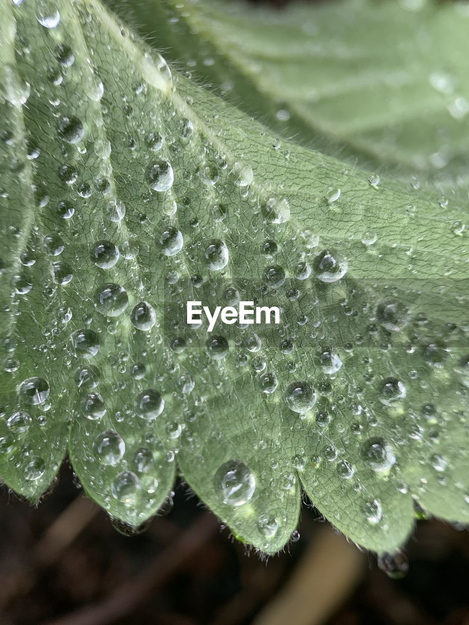 CLOSE-UP OF WATER DROPS ON PLANT LEAVES