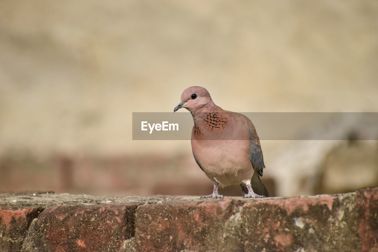 animal themes, bird, animal, animal wildlife, wildlife, one animal, nature, close-up, beak, perching, focus on foreground, dove - bird, mourning dove, no people, stock dove, full length, day, outdoors, wall, rock, pigeons and doves, retaining wall, selective focus