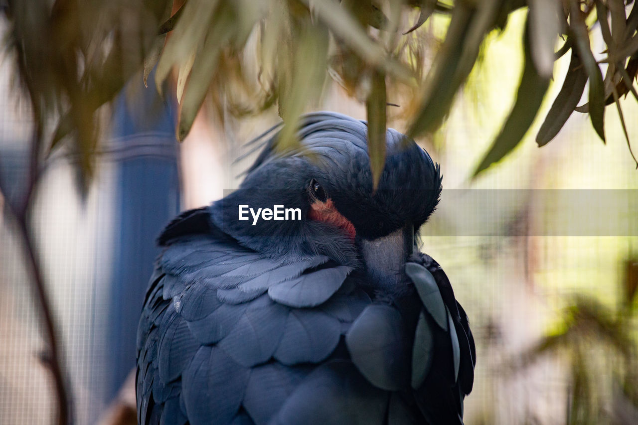 Close-up of black bird perching outdoors