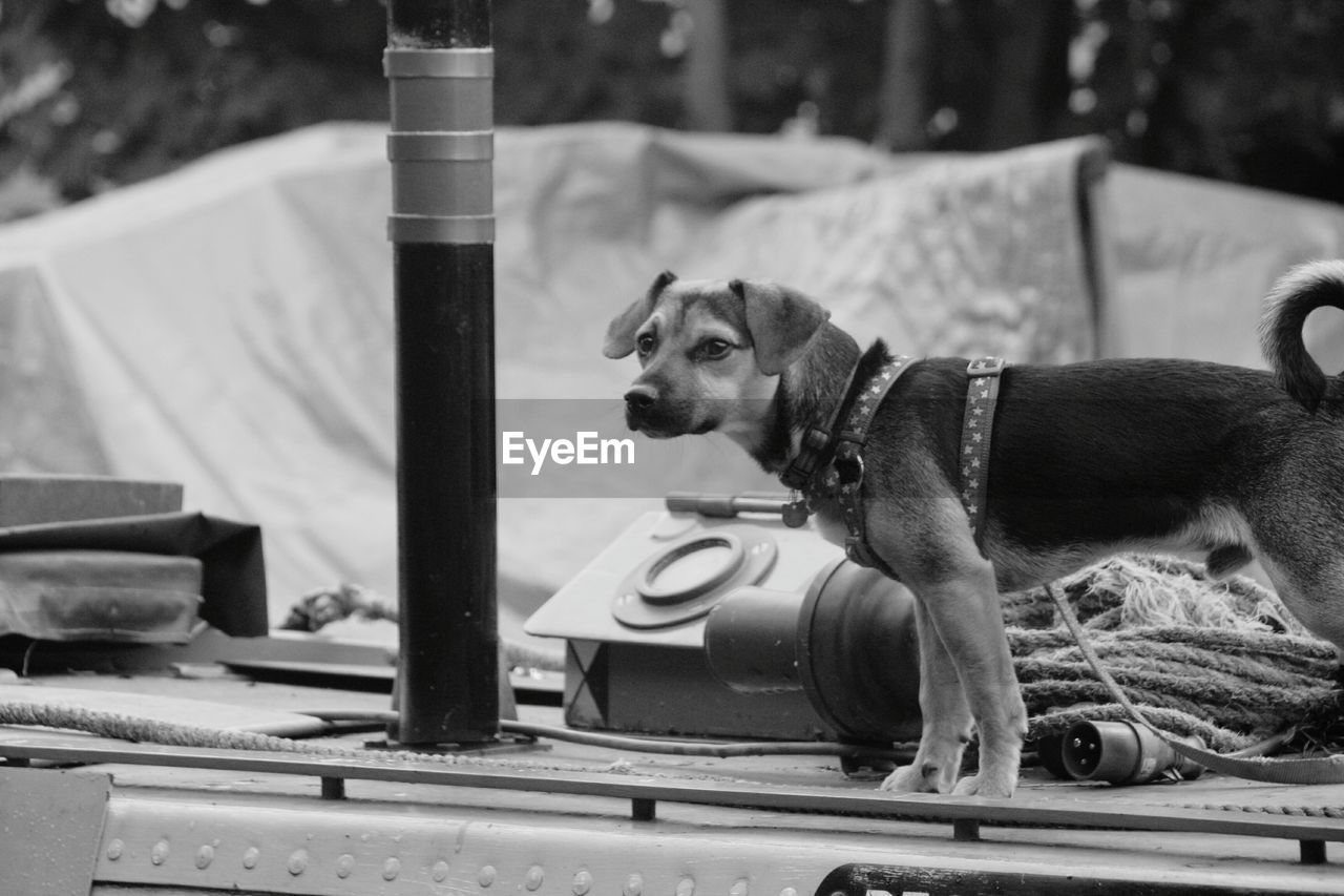 Alert security dog on boat at harbor