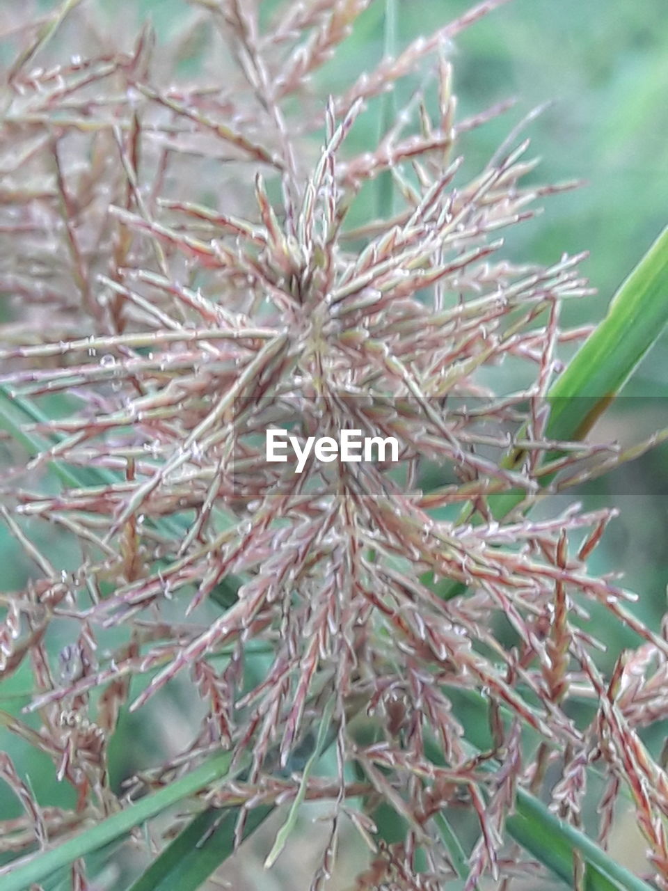 CLOSE-UP OF TREE