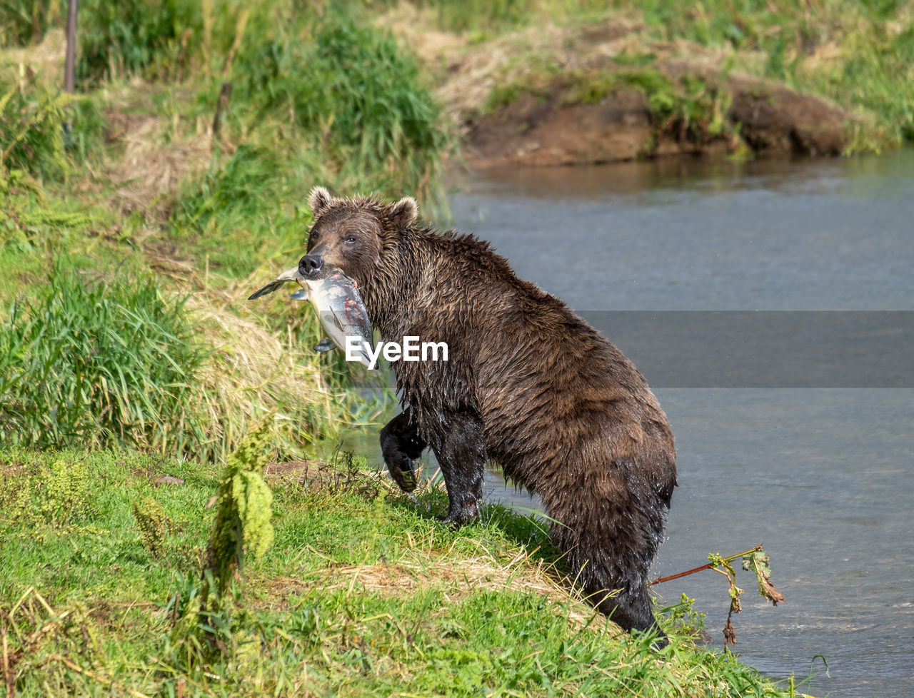 SIDE VIEW OF A DOG IN THE WATER